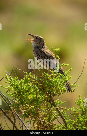 Red-winged Lark (Mirafra hypermetra) singing in Samburu National Reserve, Kenya Stock Photo