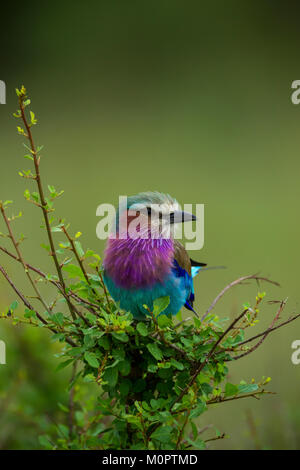 Lilac-breasted Roller (Coracias caudata) perched on a limb in Masai Mara National Reserve, Kenya Stock Photo