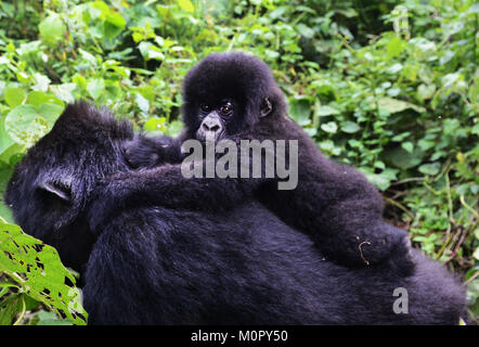 A Mountain Gorilla in Virunga national park, Eastern Congo. Stock Photo