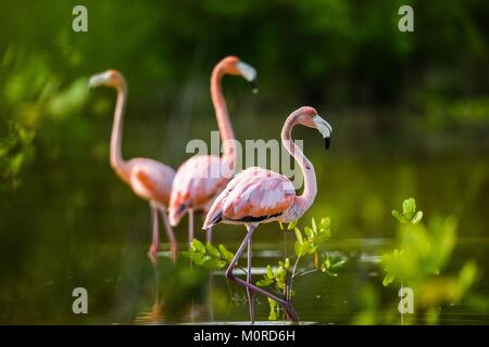 Mating dance Caribbean flamingos ( Phoenicopterus ruber ruber ) on pond in Cuba.