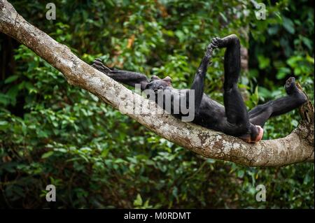 The laughing Bonobo (Pan Paniscus) on a tree branch. Democratic Republic of Congo. Africa Stock Photo