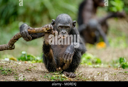 Close up Portrait of Bonobo Cub in natural habitat. The Bonobo ( Pan paniscus), called the pygmy chimpanzee. Democratic Republic of Congo. Africa Stock Photo