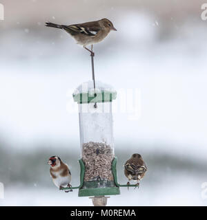 A Goldfinch and two female Chaffinches on a feeder during a snow shower at Lochwinnoch RSPB reserve, Scotland, UK. Stock Photo