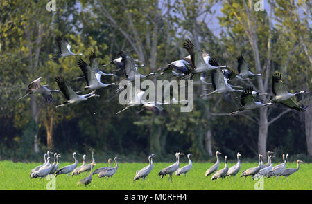 Cranes in a field foraging. Common Crane, Grus grus,  in the natural habitat. Stock Photo
