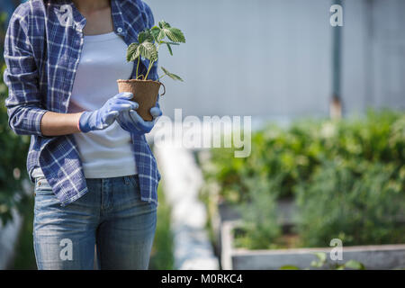 Young woman planting strawberry plant in garden Stock Photo