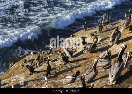 Brown Pelicans, Brandt’s Cormorants and Seagulls Birds perched on cliff above Pacific Ocean in La Jolla Marine reserve north of San Diego California Stock Photo