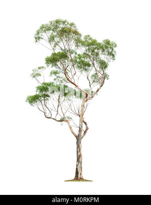 Green beautiful eucalyptus tree isolated on white background Stock Photo