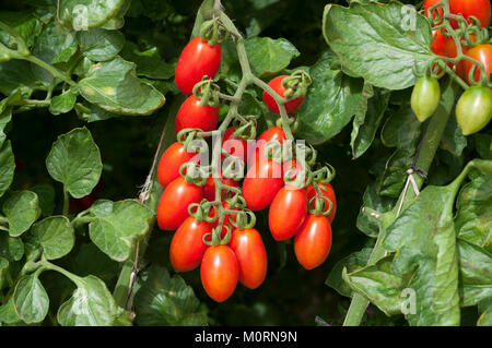 Tomato Greenhouse, Cherry tomatos Stock Photo