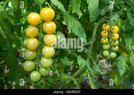 Tomato Greenhouse, Cherry tomatos Stock Photo