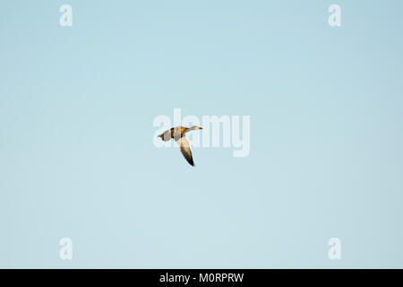 Mallard flying over Rietzer See (Lake Rietz), a nature reserve near the town of Brandenburg in Northeastern Germany Stock Photo