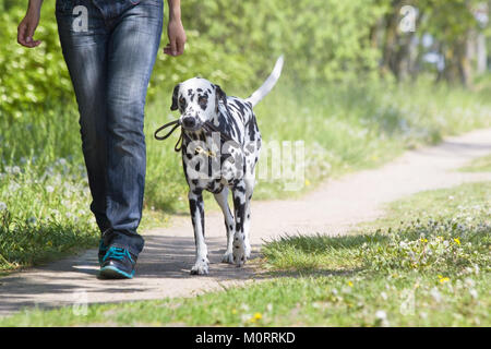 Pets Stock Photo