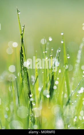 Blades of grass with waterdrops, North Rhine-Westphalia, Germany | Grashalme mit Wassertropfen, Nordrhein-Westfalen, Deutschland Stock Photo