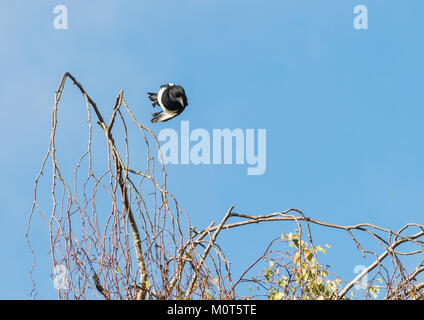 A magpie leaves its treetop perch. Stock Photo