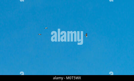 A shot of three small birds flying overhead in a blue sky. Stock Photo