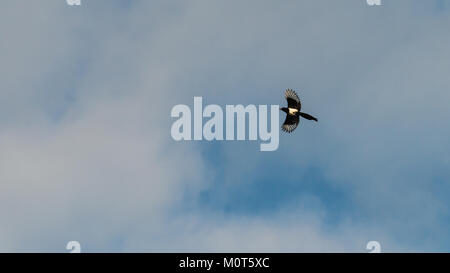 A shot of a single flying magpie. Stock Photo