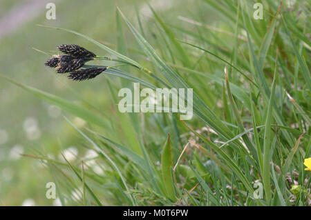 Carex atrata (Trauer-Segge) IMG 8316 Stock Photo