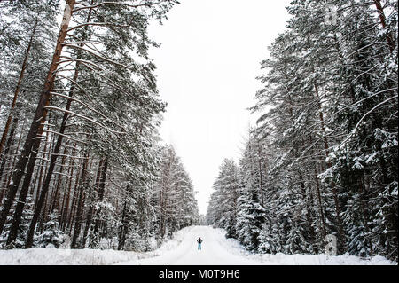 A woman stands in an enormous snow covered forrest. Labanoro Regional Park, Lithuania. Stock Photo