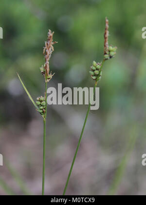 Carex globularis Oulu, Finland 12.06.2013 Stock Photo