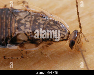 Cariblatta is a genus of cockroach found in Central America, with ...
