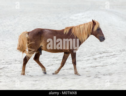 A Wild pony, horse, of Assateague Island, Maryland, USA on the beach. These animals are also known as Assateague Horse or Chincoteague Ponies. Stock Photo