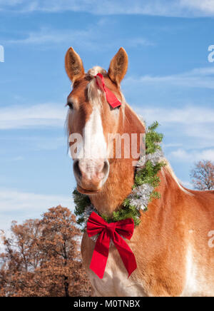 Blond belgian draft horse looking straight at the viewer with a Christmas wreath around his neck and a bow in his mane Stock Photo