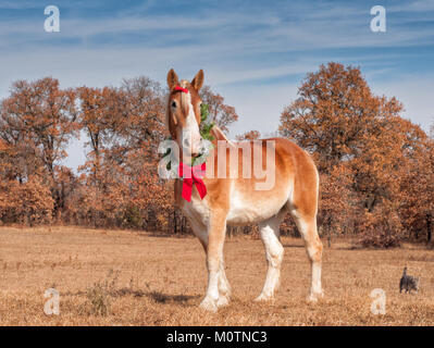 Blond Belgian draft horse standing in winter pasture wearing a Christmas wreath arounf his neck and a red bow in his forelock Stock Photo