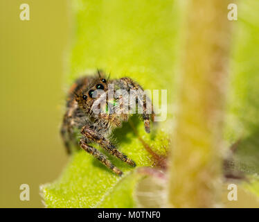 Phidippus jumping spider on plant leaf Stock Photo - Alamy