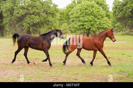 Two Arabian horses running and playing in spring pasture Stock Photo