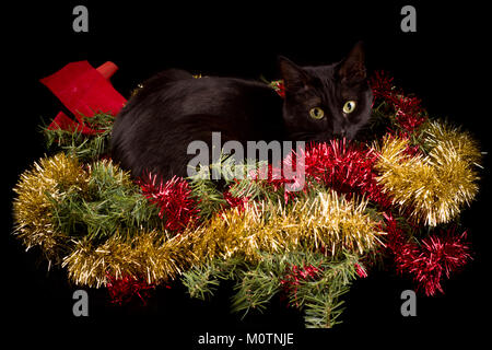 Black cat hiding in Christmas decorations, wreath with red and gold tinsel, on black background Stock Photo