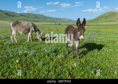Donkeys, Song Kol Lake, Naryn province, Kyrgyzstan, Central Asia Stock Photo