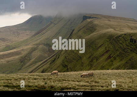 Sheep grazing in the Carmarthen Fans, with dark clouds over Bannau Sir Gaer in Carmarthenshire, Dyfed, Wales, UK Stock Photo