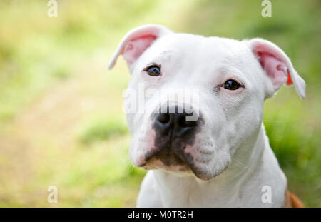 Staffordshire Bull Terrier Stock Photo