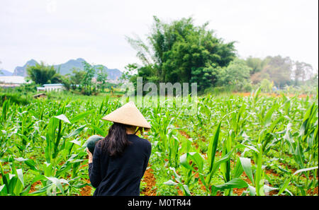 Asian female farmer wear bamboo rain hat walking in the watermelon field Stock Photo