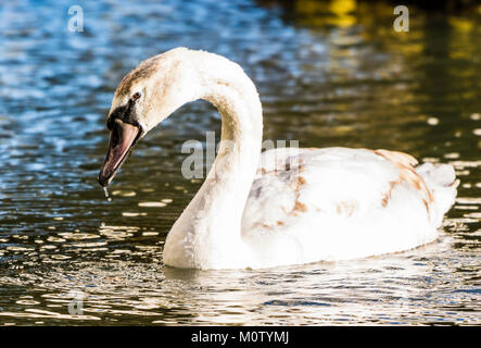 Mute Swan on the Octagon Lake, Stowe, Buckinghamshire, UK Stock Photo