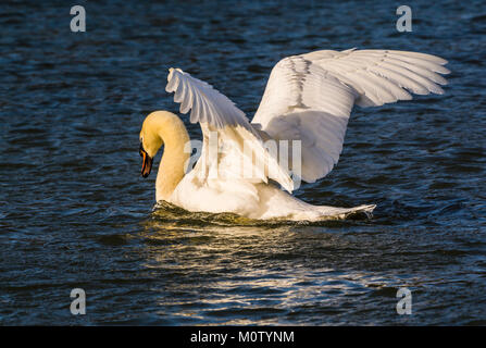 Mute Swan in the winter sun on the Octagon Lake, Stowe, Buckinghamshire, UK Stock Photo