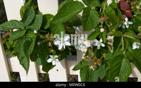 White flowers of Youngberry , a complex hybrid between three  species  genus Rubus- , the raspberries, blackberries, and dewberries of the rose family. Stock Photo