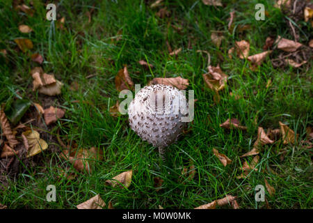 Wild mushroom growing in a meadow Stock Photo