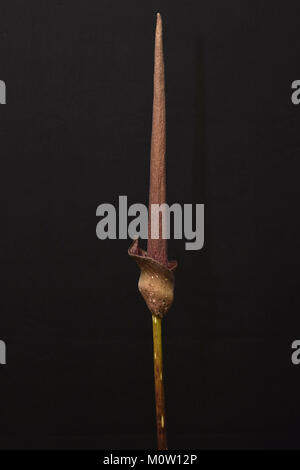 Amorphophallus maximus x Amorphophallus variabilis. Carrion Lily. Voodoo Lily. Corpse Lily. hybrid Amorphophallus Stock Photo