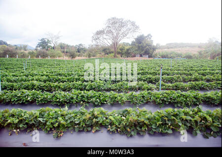 Strawberry field agricultural garden in Thailand Stock Photo: 172655001