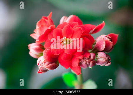 Kalanchoe flowers close-up. Beautiful kalanchoe plant. Soft focus Stock Photo