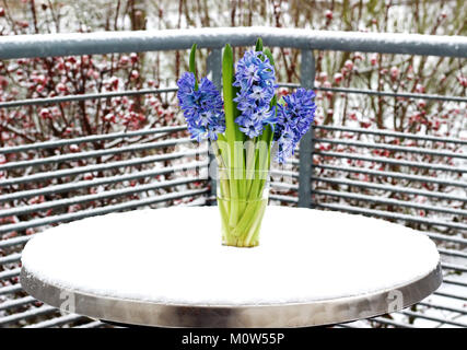 glass vase with three blue hyacinths standing outdoors on a balcony table in snow Stock Photo