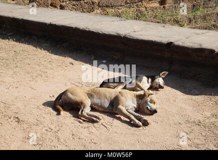 Two dogs in sharp focus relaxing in the warm cambodian sun Stock Photo