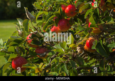 Ripe rosy red apples growing on an espaliered tree in the orchard of the walled garden of Rousham House in Oxfordshire, England. Stock Photo