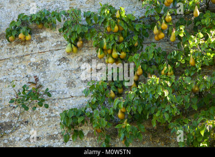 Espalier pear tree with ripened fruit growing against the stone wall of the dovecote within the walled garden of Rousham House in Oxfordshire. Stock Photo