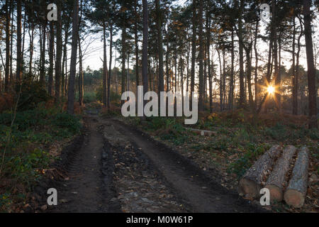 A muddy forest track made by recent logging work near sunset within Harlestone Firs on the edge of Northampton in Northamptonshire, England. Stock Photo