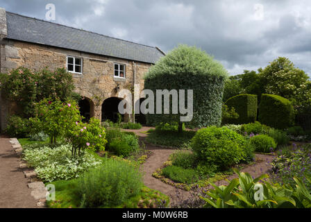 In the physic garden with the weeping silver-leafed pear tree mid-way through its summer clipping and the three arches of the granary providing the ba Stock Photo