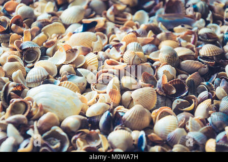 Natural small seashells on the shore. Close-up texture for background. Pattern. Stock Photo