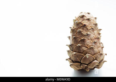 Cedar cone isolated on white background. Close up. Copy space. Stock Photo