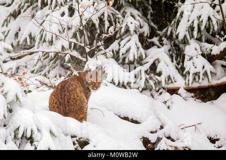 Young Eurasian lynx (Lynx lynx) in the snow in the animal enclosure in the Bavarian Forest National Park, Bavaria, Germany. Stock Photo