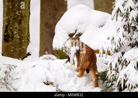 Young Eurasian lynx (Lynx lynx) with prey in the mouth in the snow in the animal enclosure in the Bavarian Forest National Park, Bavaria, Germany. Stock Photo